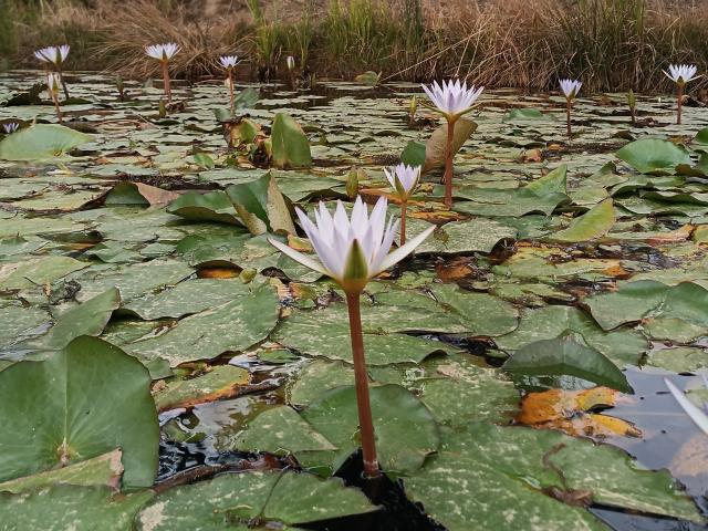 VaaleryStark - Camera khiêu dâm &amp; quyến rũ trực tiếp - 17348950