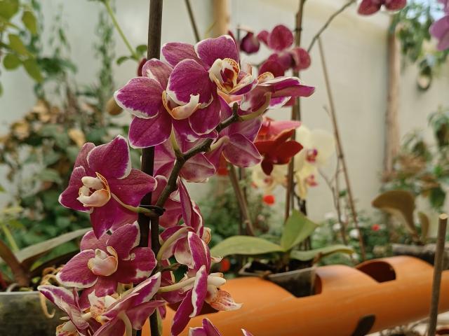 VaaleryStark - сексуальная веб-камера в реальном времени - 17348958