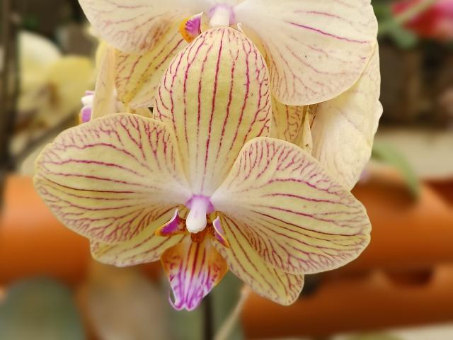 VaaleryStark - Sexe cam en vivo - 17348974