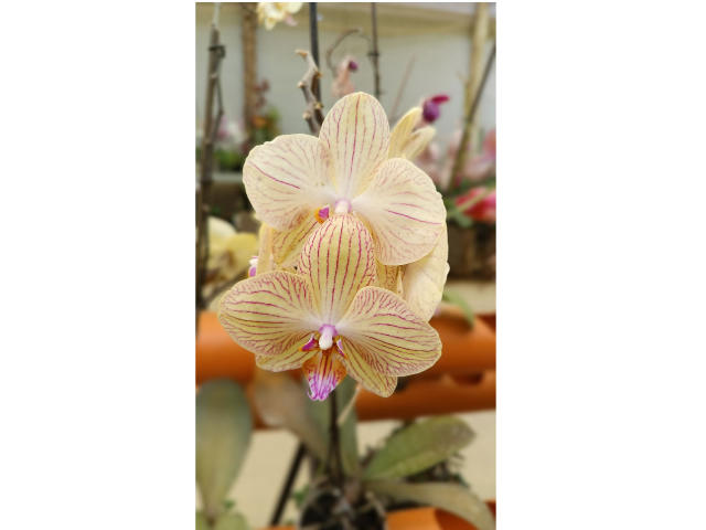 VaaleryStark - Sexe cam en vivo - 17349330