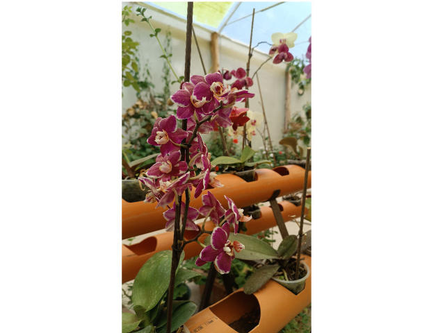 VaaleryStark - Sexe cam en vivo - 17349362