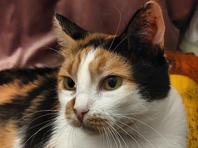 SoniaTestX - Live sex cam - 17726914