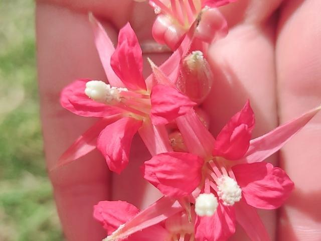 MalakCote - Live sexe cam - 18583318