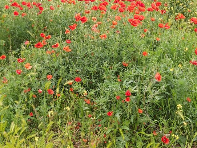 SoniaTestX - Live sex cam - 21030358