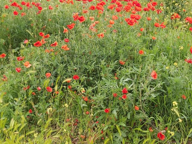 SoniaTestX - 라이브 포르노 &amp; 섹스 캠 - 21030366