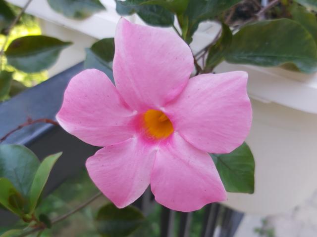 SoniaTestX - Live sex cam - 21826733