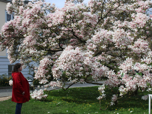 MollyBoobs-hot - Live sex cam - 23049621