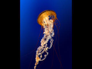 Test2 - Show sex with a White Female and male couple 