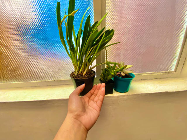 SophieSonyas - Live sex cam - 25095893