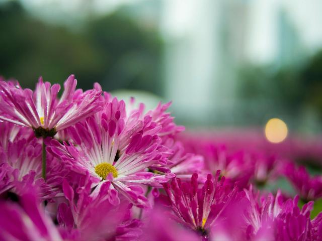 LittleApril-hot - Live sex cam - 26355101