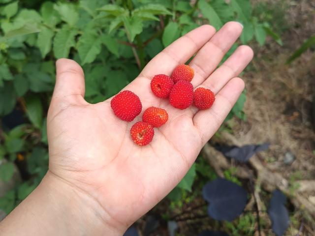 EskelaTheHuntress - Sexe cam en vivo - 27539558