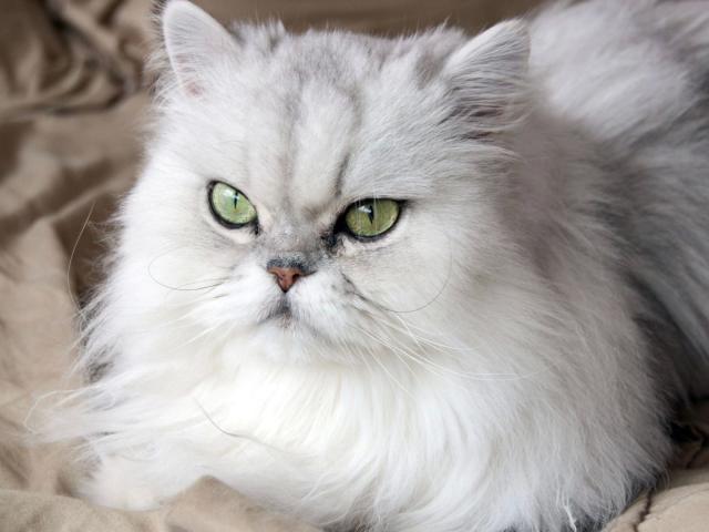 rs0307Test1234-hot - Live Sex Cam - 28070180