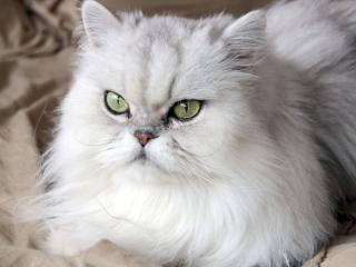 rs0307Test1234-hot - Live Sex Cam - 28070180