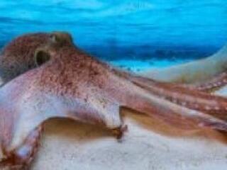 oliviermodeltest - Sexe cam en vivo - 28373750