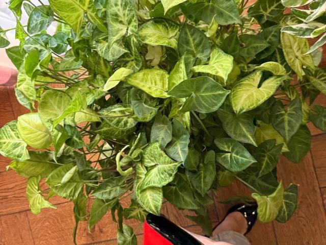 KaiaLein - Live sexe cam - 28409318