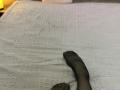 Destinis - Live sex cam - 29546840