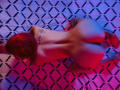 CamilleThomas - Live porn &amp; sex cam - 15227918