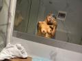 MajoJones - Live porn &amp; sex cam - 27090528