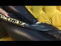 OrihanaMaller - Sexe cam en vivo - 19895426