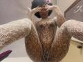 KarlaRicochet - Sexe cam en vivo - 30580193